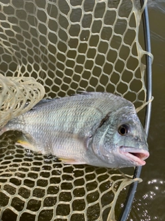 キビレの釣果