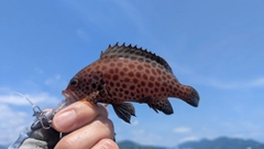 オオモンハタの釣果