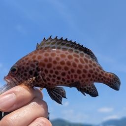 オオモンハタ