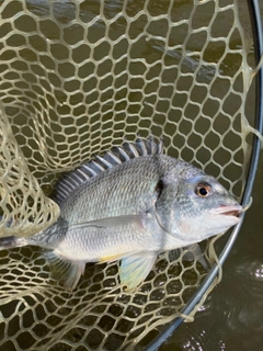 キビレの釣果