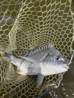 キビレの釣果