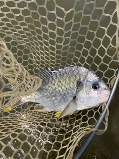 キビレの釣果