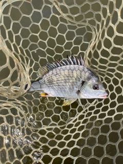 キビレの釣果