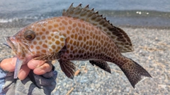 オオモンハタの釣果