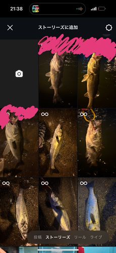 シーバスの釣果