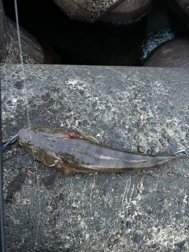 マゴチの釣果