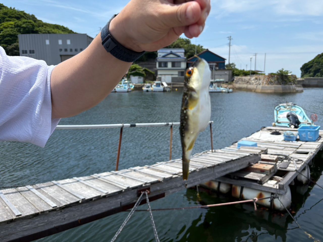 アカメバル