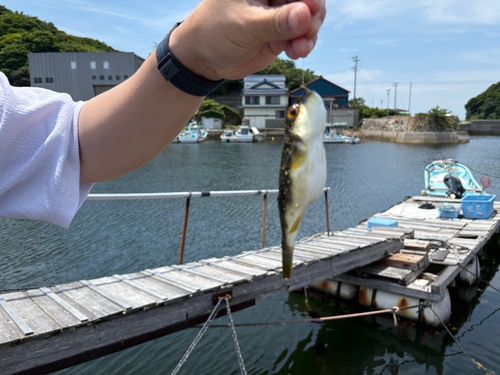アカメバルの釣果