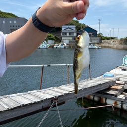 アカメバル