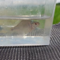 タイリクバラタナゴ