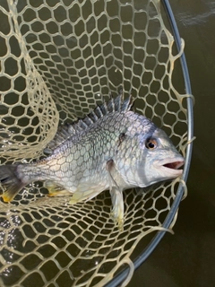 キビレの釣果