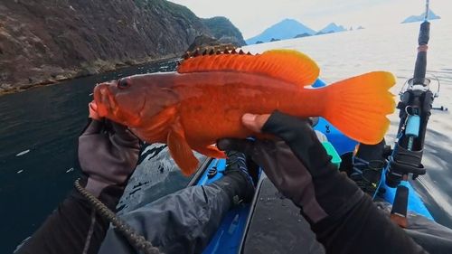 アカハタの釣果