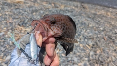 オオモンハタの釣果