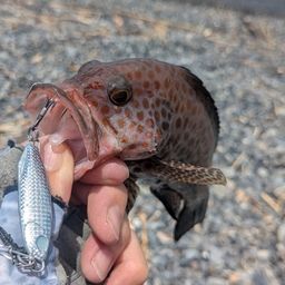 オオモンハタ