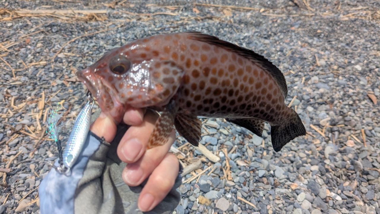 オオモンハタ