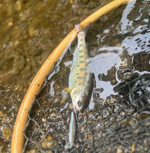 ヤマメの釣果