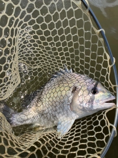 キビレの釣果