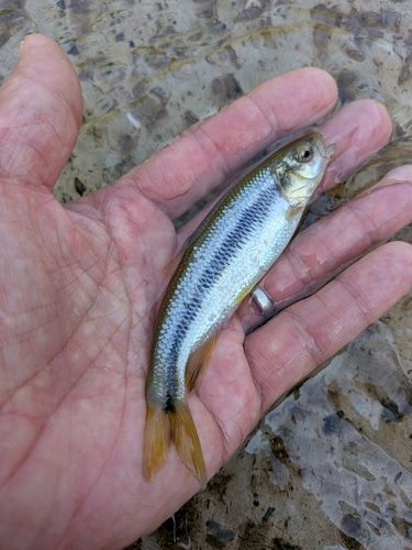 カワムツの釣果