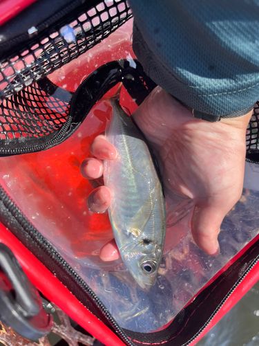 カタクチイワシの釣果
