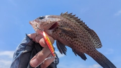 オオモンハタの釣果