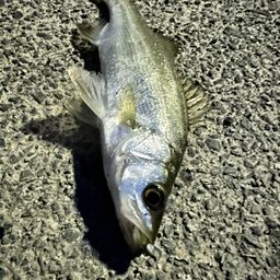 セイゴ（タイリクスズキ）