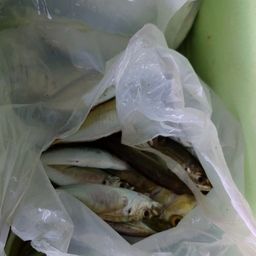 アジ