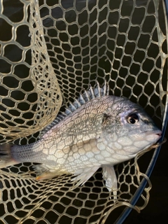 キビレの釣果