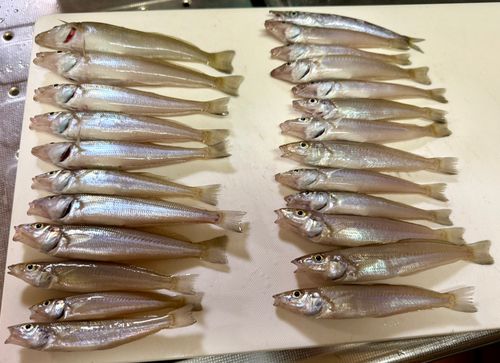 キスの釣果