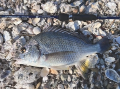キビレの釣果