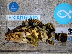 タケノコメバルの釣果