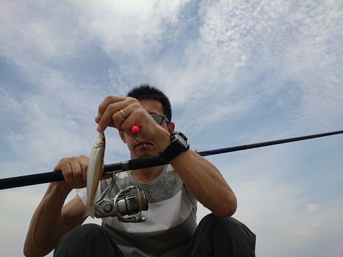 キスの釣果