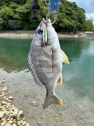 キビレの釣果