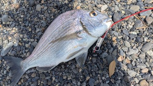 ヘダイの釣果