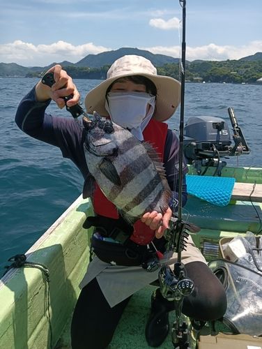 イシダイの釣果