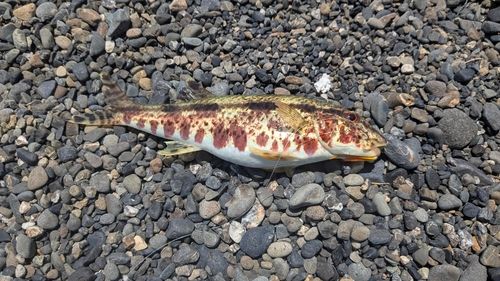 ヨメヒメジの釣果