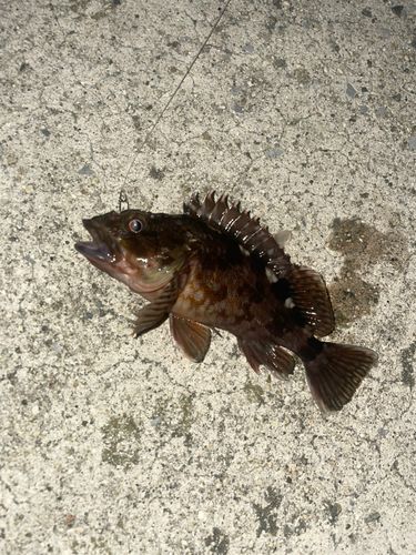 カサゴの釣果