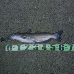 アメリカナマズ