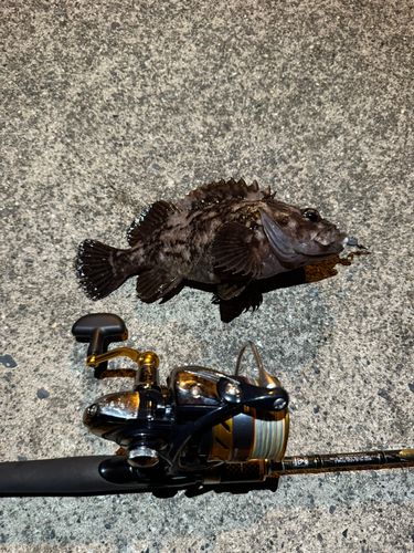 クロソイの釣果