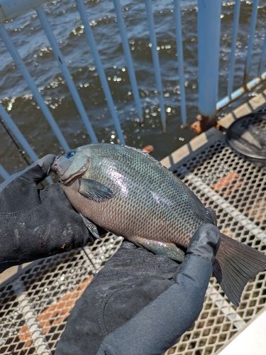 メジナの釣果