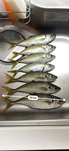 アジの釣果