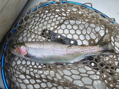 ニジマスの釣果
