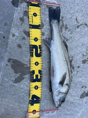 フッコ（マルスズキ）の釣果