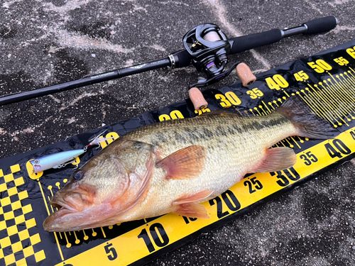 ブラックバスの釣果