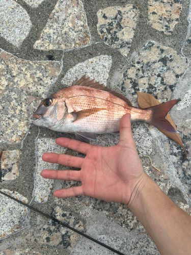 マダイの釣果