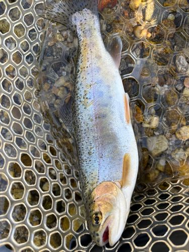 ニジマスの釣果