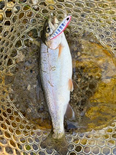 ニジマスの釣果
