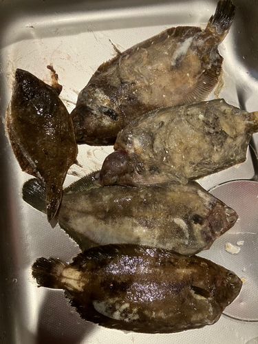 ババガレイの釣果