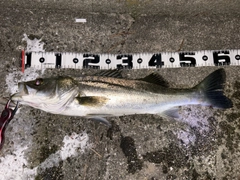 シーバスの釣果