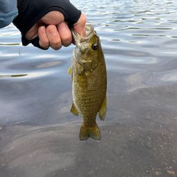 スモールマウスバス