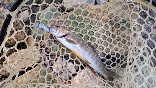 イワナの釣果